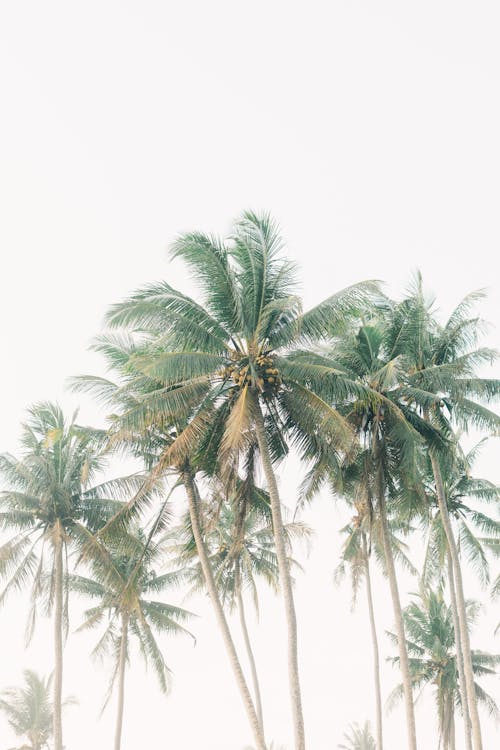 Gratis arkivbilde med høy, kokospalmer, palmetrær