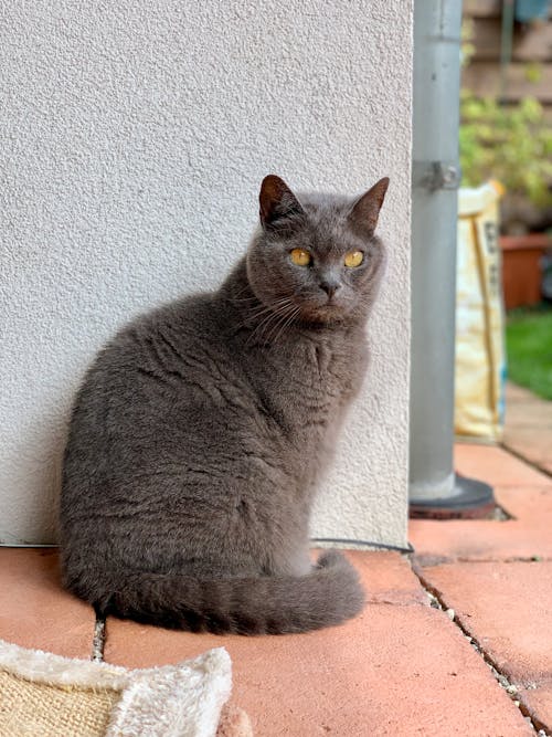 Close-Up Photo of a British Shorthair Cat Looking at the Camera
