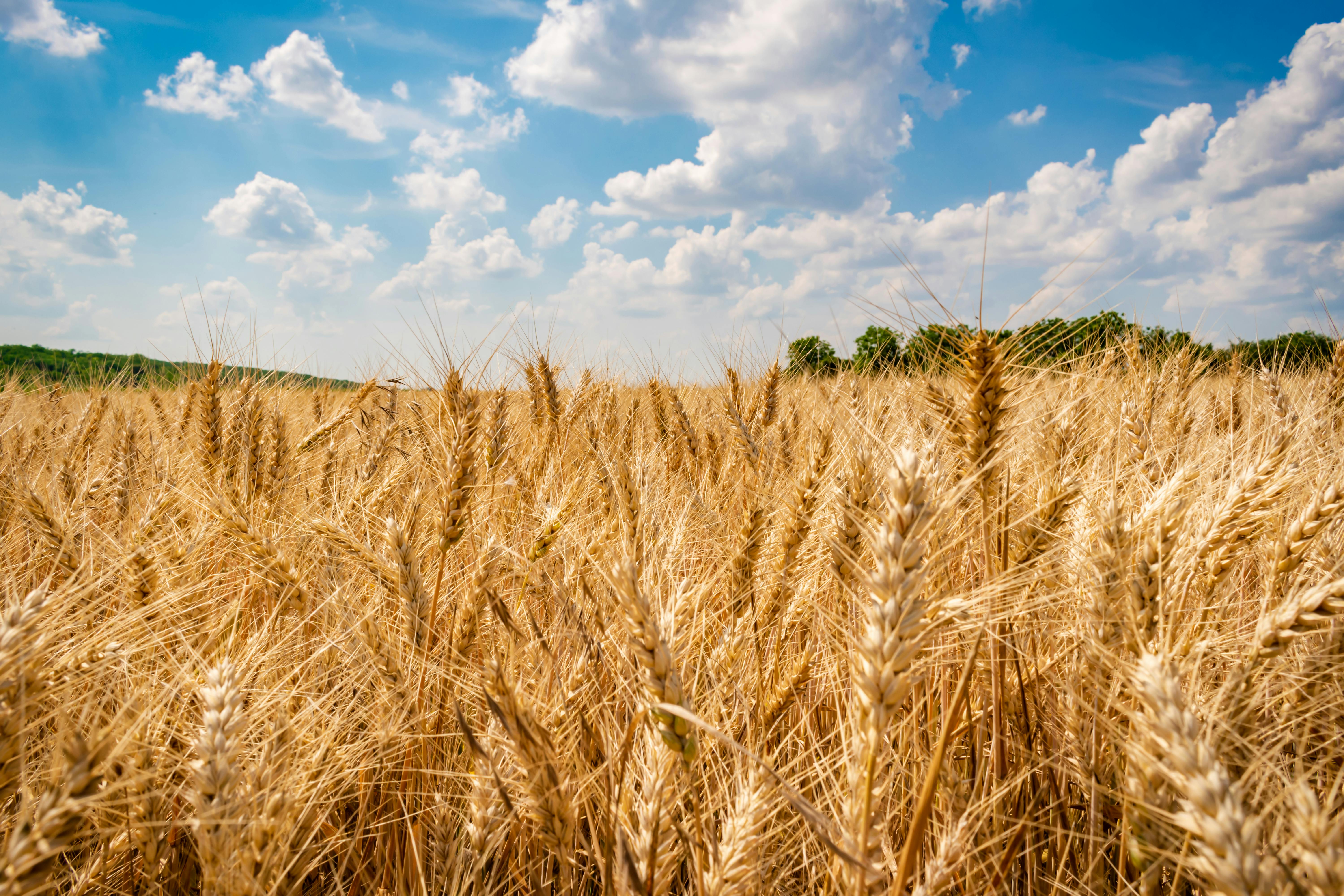 USDA Launches Lender Lens Dashboard to Promote Data Transparency — Photo by Nikolett Emmert on Pexels