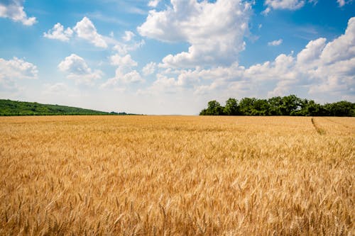 Gratis Fotos de stock gratuitas de al aire libre, campo de trigo, campos de cultivo Foto de stock