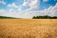 Brown Wheat Field Under Blue Sky and White Clouds
