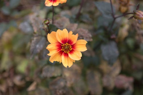 무료 노란 꽃잎 꽃의 선택적 초점 사진 스톡 사진
