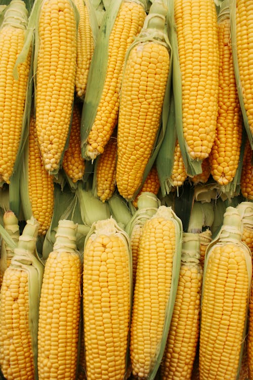 Darmowe zdjęcie z galerii z corns, jedzenie, kolba kukurydzy