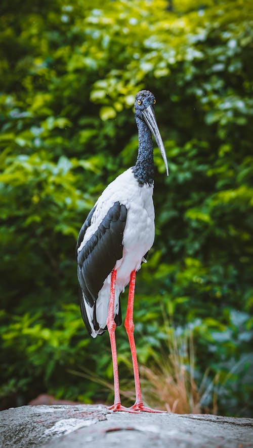 Black-Necked Stork Standing on Rock