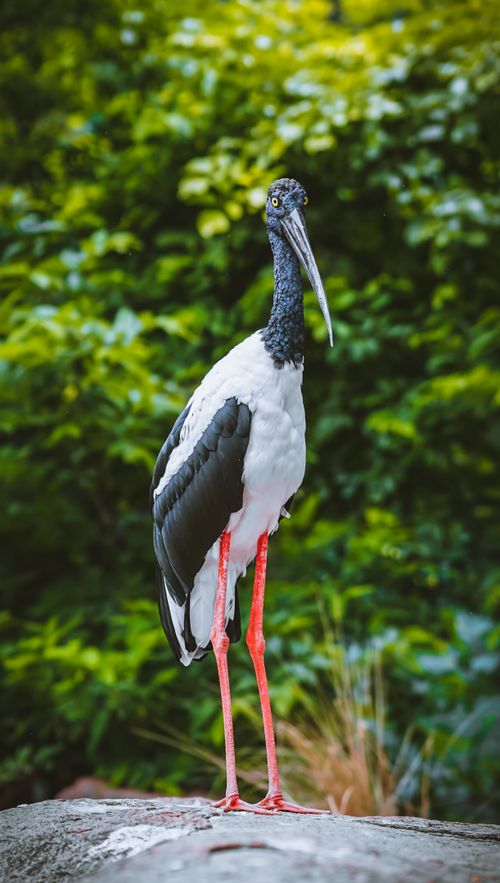 Free Captivating image of a black-necked stork standing amidst vibrant greenery, showcasing its elegance. Stock Photo