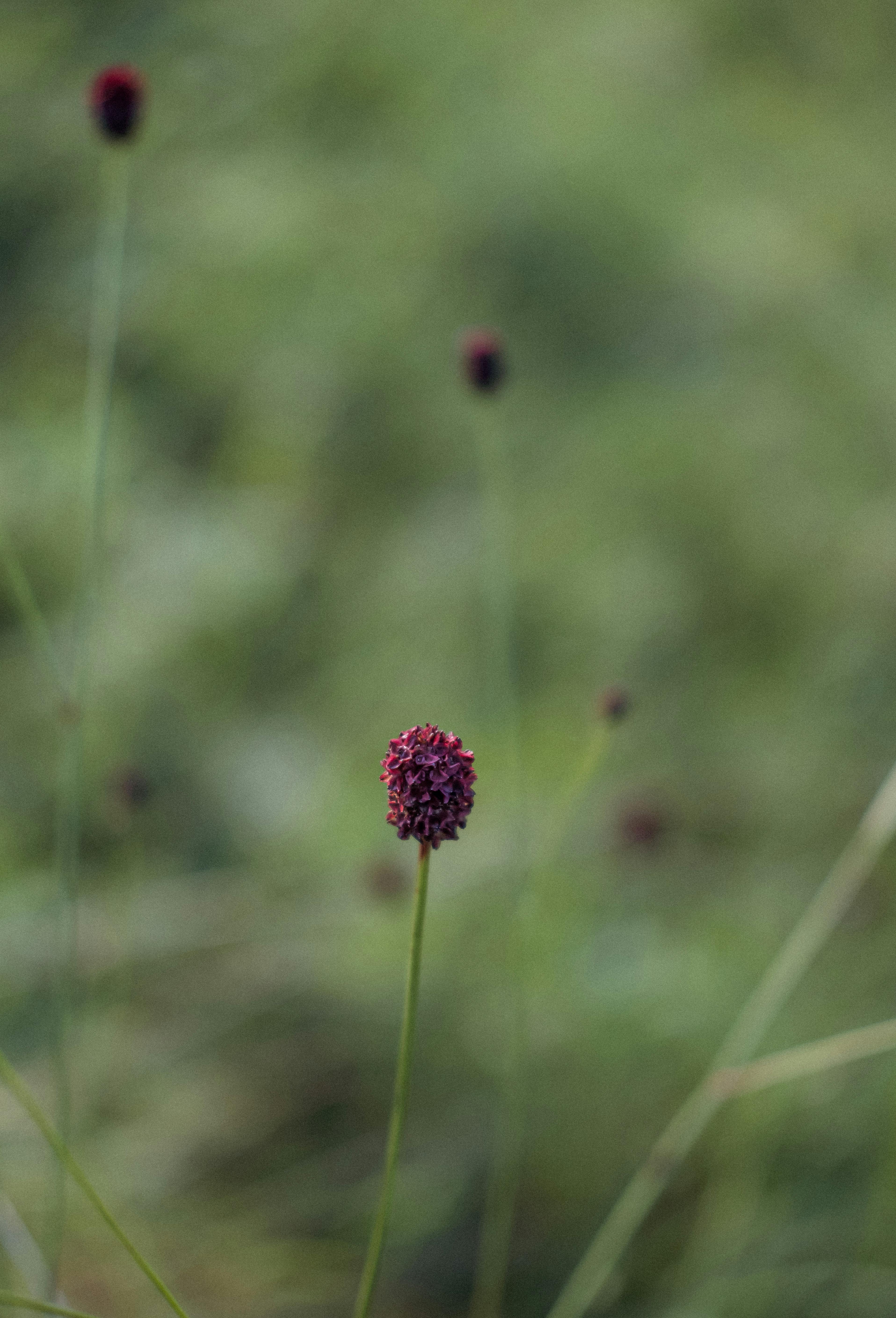 Beautiful macro shot of a wildflower in natural setting with blurred background.