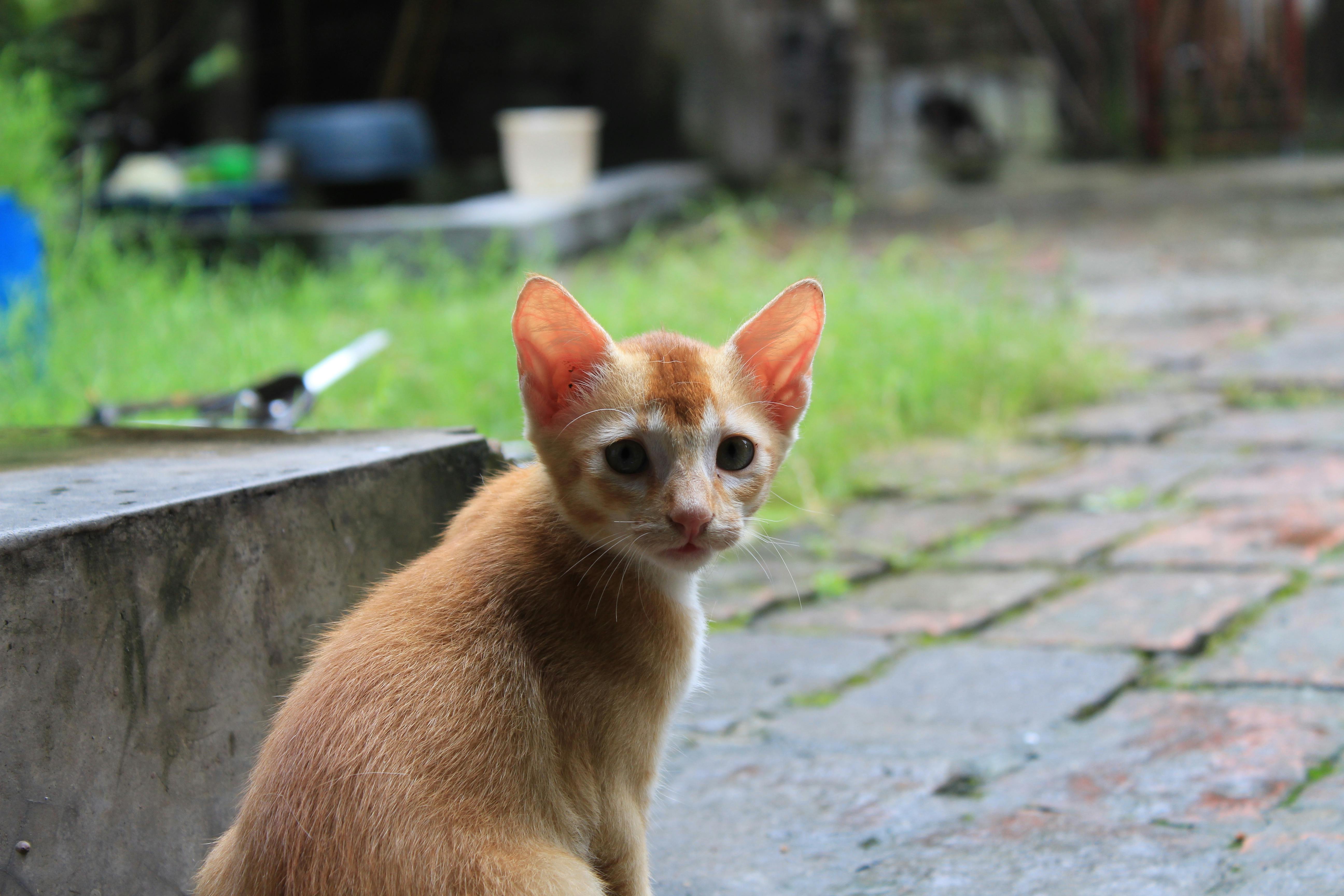 ネコ 可愛い猫の無料の写真素材