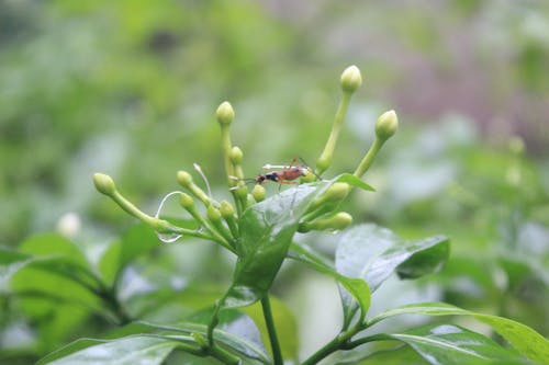 Fotos de stock gratuitas de insecto