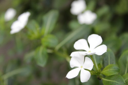 Fotobanka s bezplatnými fotkami na tému biela kataranthus roseus, biela madagaskar periwinkle, catharanthus roseus