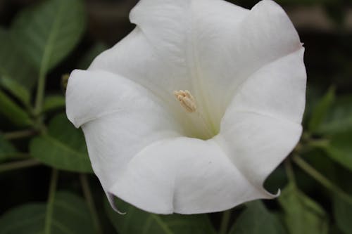 Free stock photo of datura stramonium, flower, jimsonweed Stock Photo