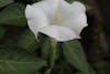 Free stock photo of datura stramonium, flower, jimsonweed Stock Photo