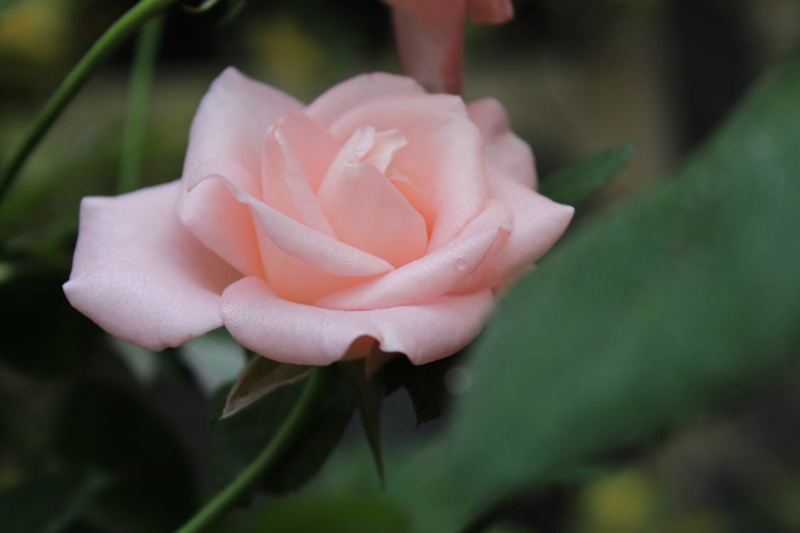 Free stock photo of beautiful flower, beautiful rose, flower Stock Photo