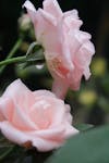 Free stock photo of flower, pink flowers, pink roses Stock Photo