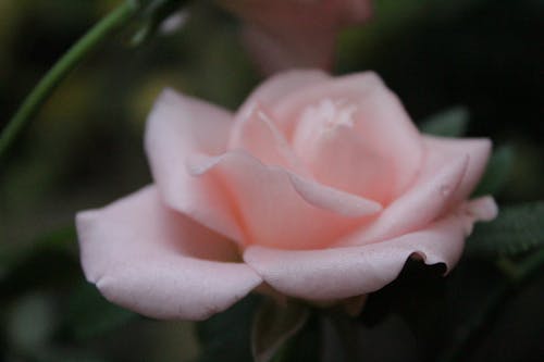 Free stock photo of beautiful flower, beautiful pink rose, flower Stock Photo