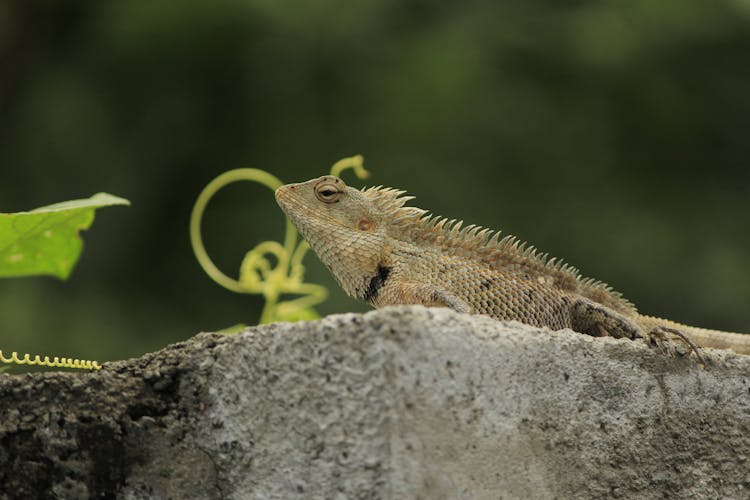 Close-up Photo Of An Oriental Garden Lizard On A Rock