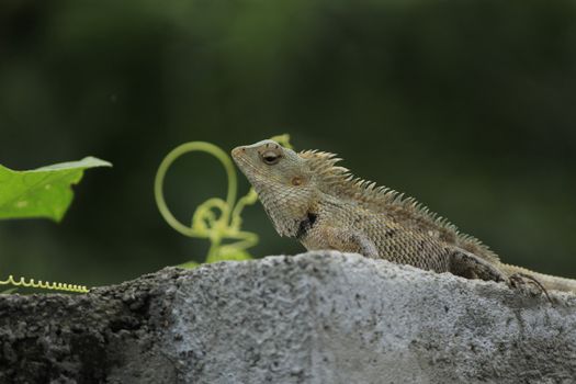 lizard photo