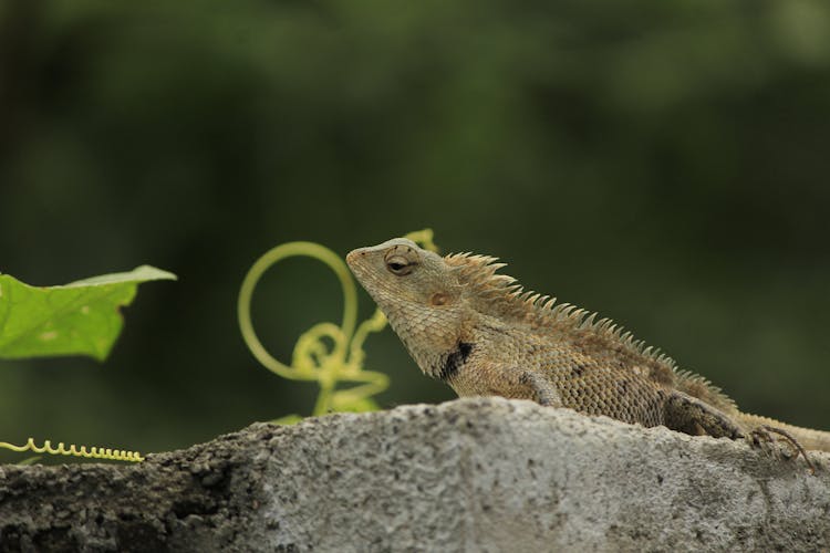 Close Up Photo Of Oriental Garden Lizard On Rock