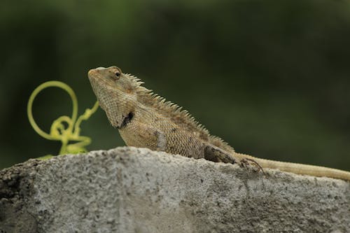 An Indian Chameleon on a Rock