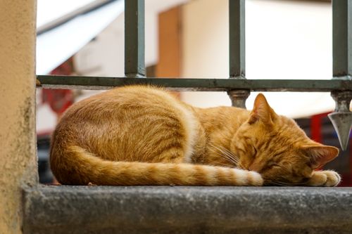 Free A peaceful ginger tabby cat sleeping on a windowsill in Thessaloniki, Greece. Stock Photo