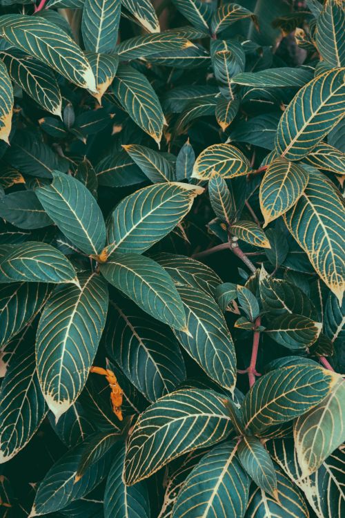 Free Detailed close-up of vibrant Sanchezia leaves showcasing unique vein patterns. Stock Photo