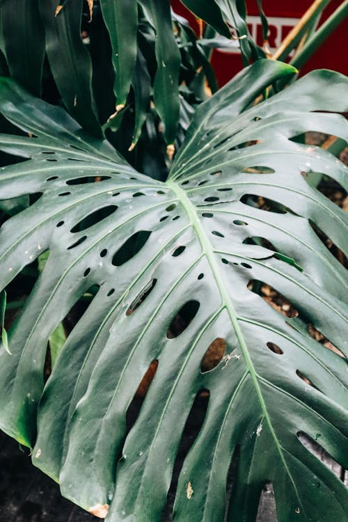 Big Green Leaves with Holes