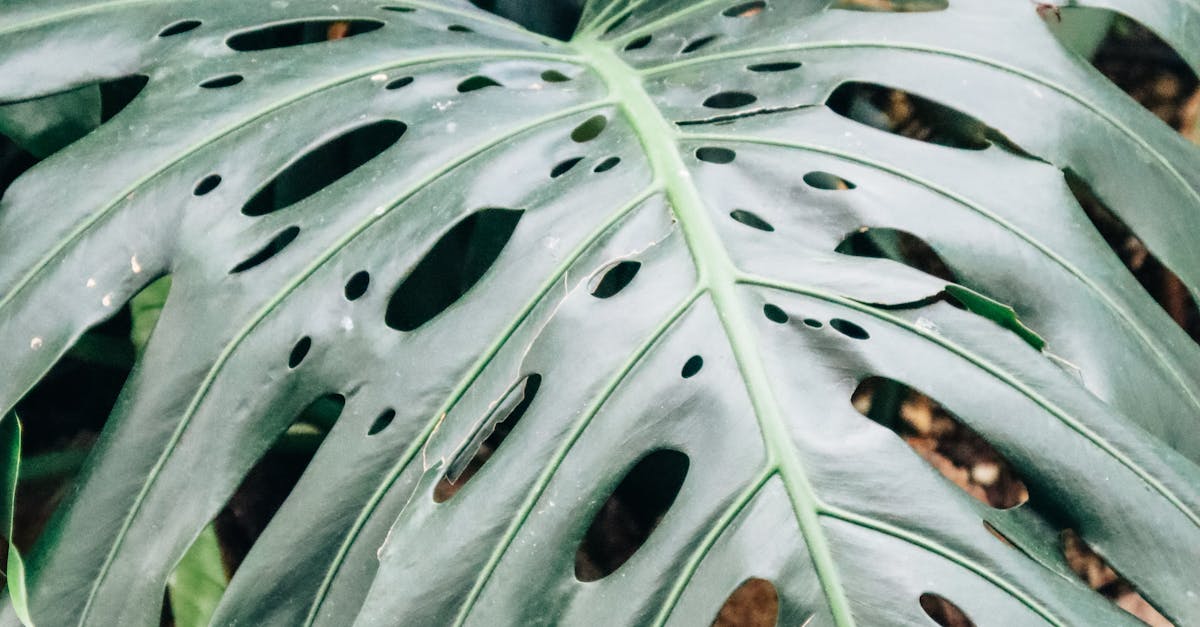 Why does Swiss cheese plant have holes