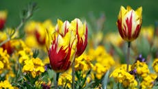 阳光明媚的花园里，充满活力的红色和黄色郁金香盛开的特写，展示了大自然的美丽