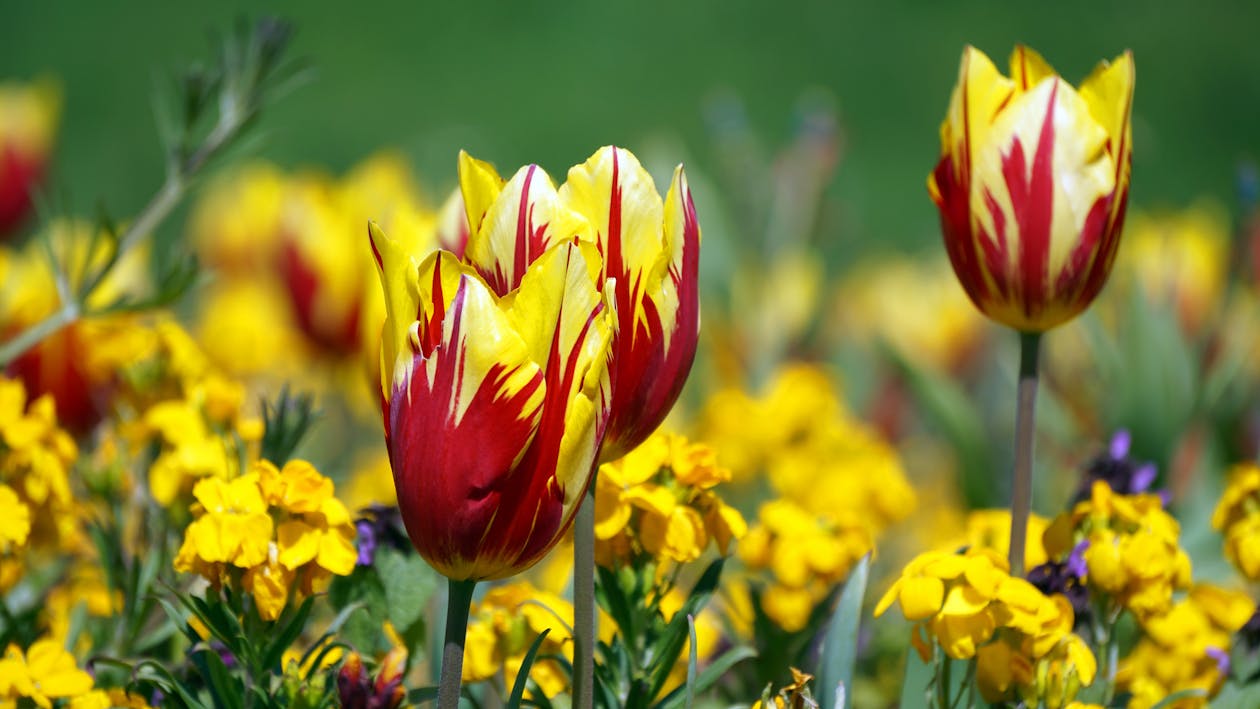 Red and Yellow Flowers during Daytime · Free Stock Photo