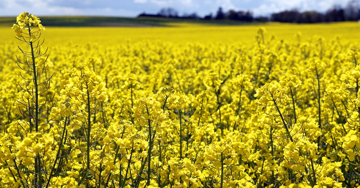 Free stock photo of farm, field, yellow