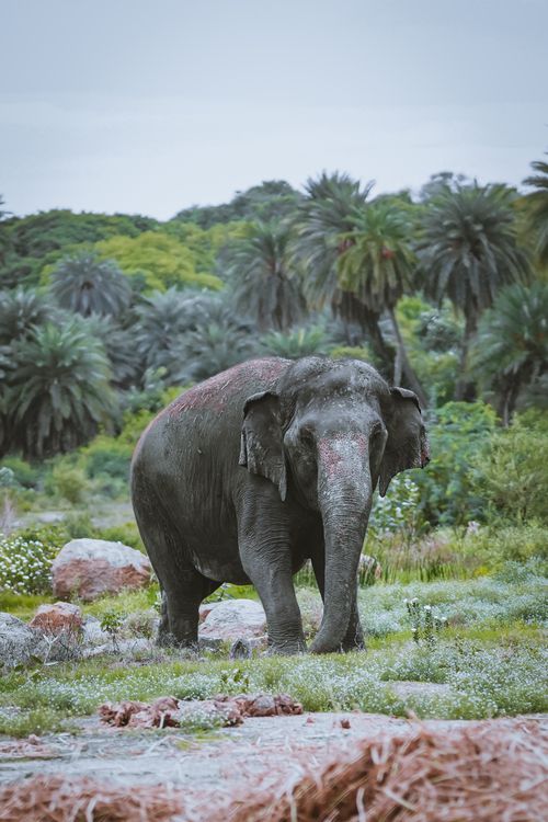 Free A majestic elephant strolling through a lush green forest, embodying the essence of the wild. Stock Photo