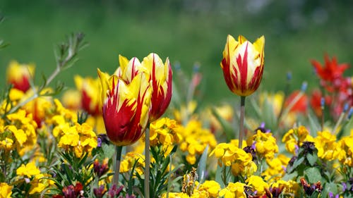 คลังภาพถ่ายฟรี ของ ดอกทิวลิป, ดอกไม้, สีเหลือง