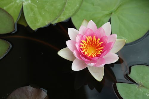 Lily Pads and a Pink Water Lily Flower