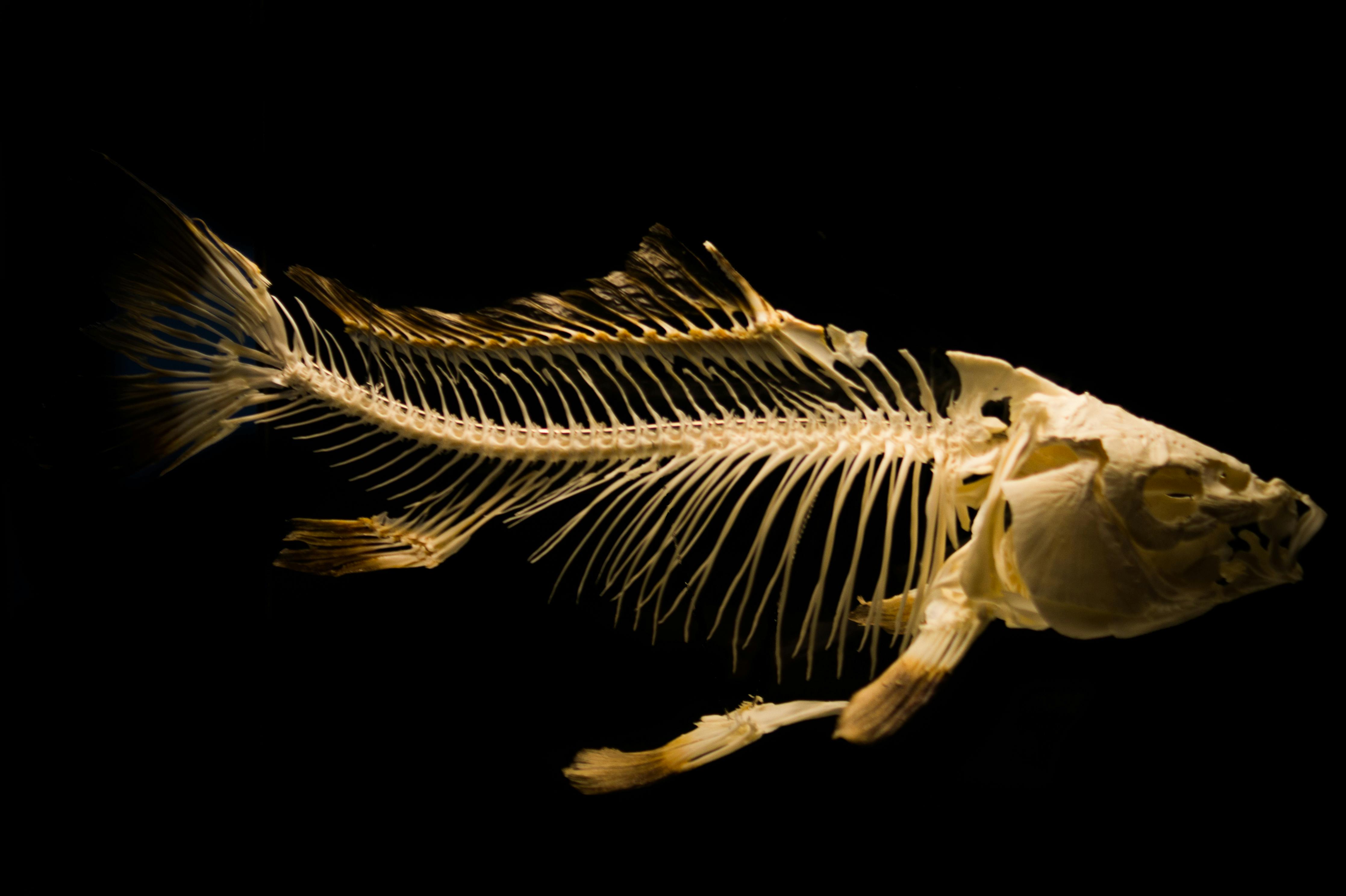Set of Sharks Skeletons 3D model | CGTrader