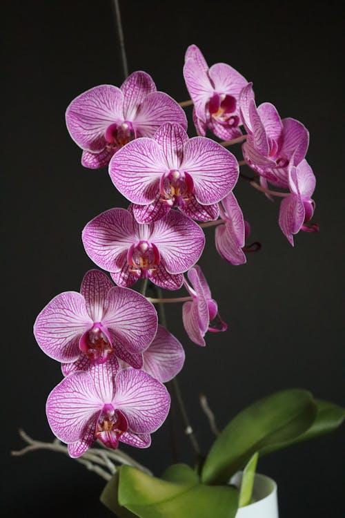 Purple Moth Orchids in Bloom