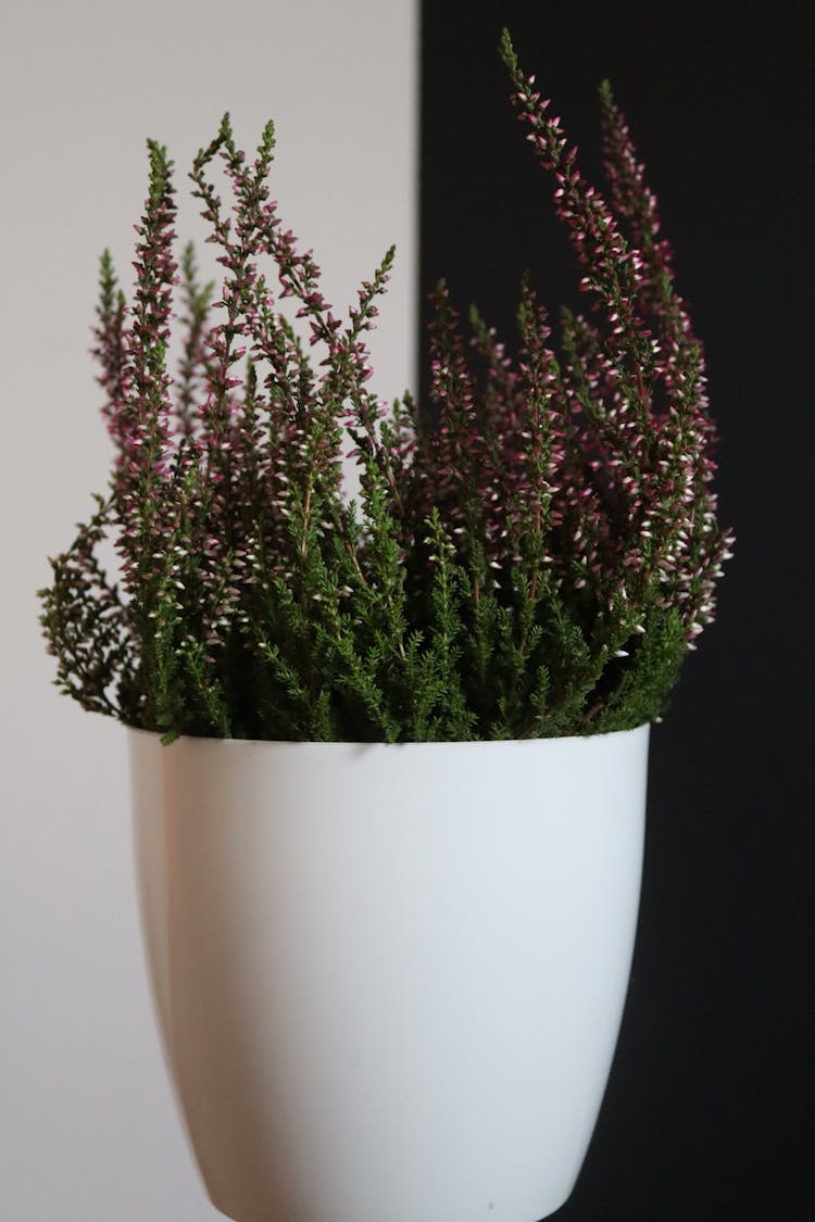 Plant On White Ceramic Pot