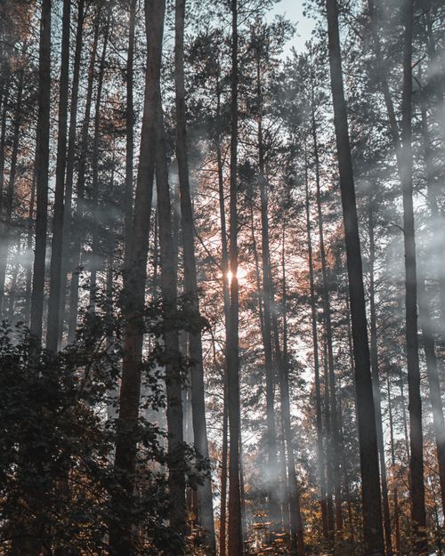 Free Discover the moody, mystical forest in Latvia with sunbeams cutting through the mist. Stock Photo