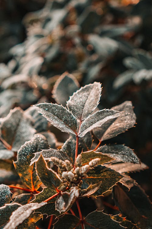 Foto stok gratis alam, beku, Daun-daun