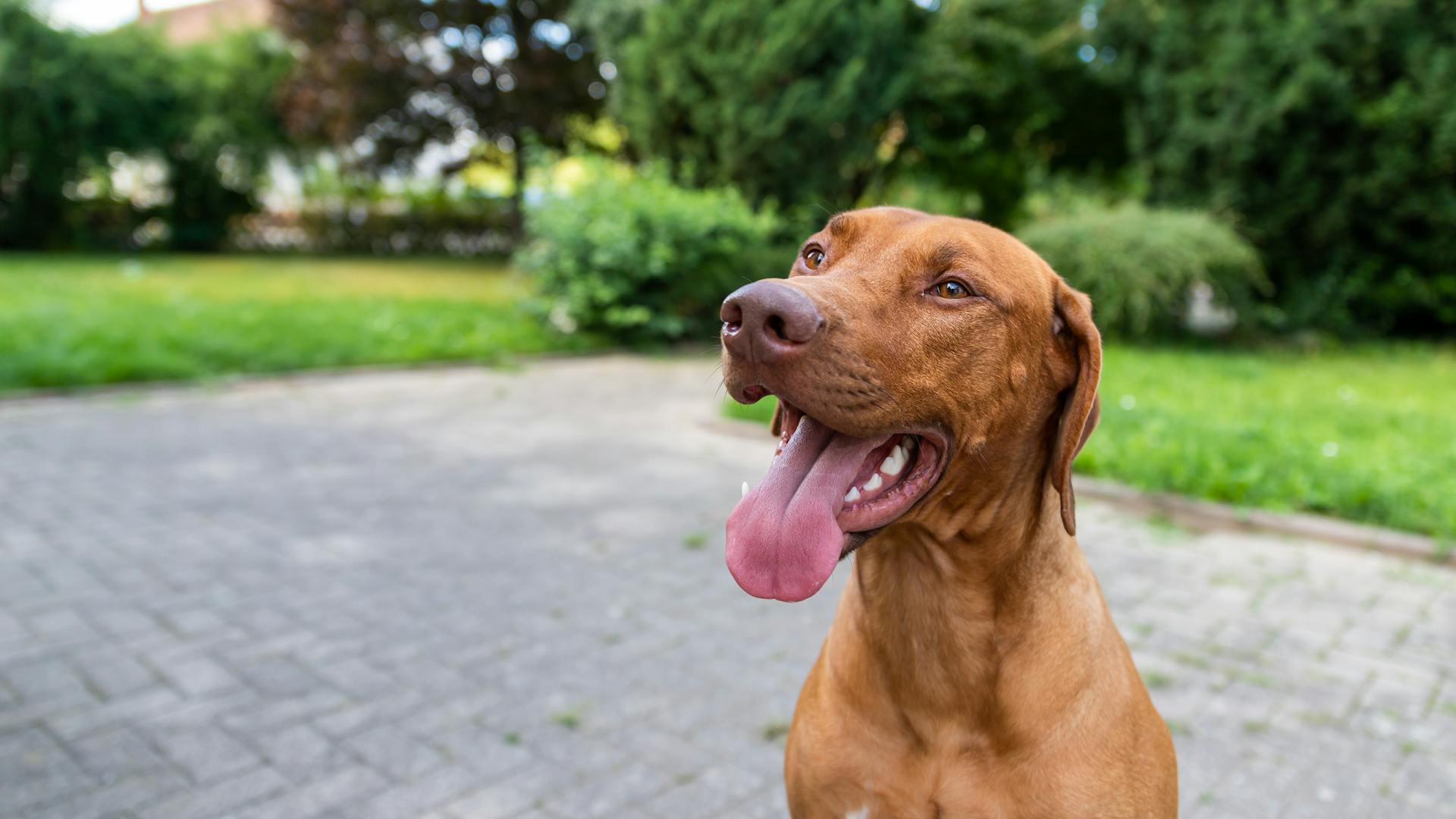 Brown Dog with Tongue Sticking Out Sitting on a Pavement in Park