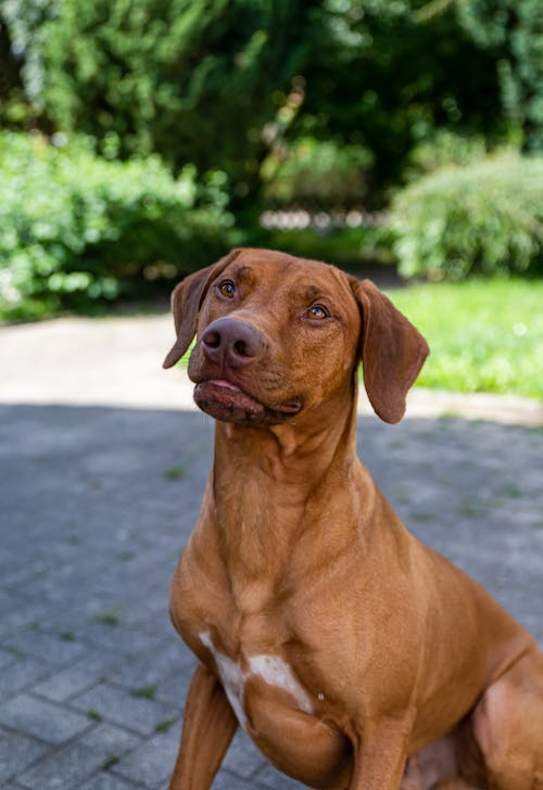 Free A Brown Dog Sitting on the Block Paving Stock Photo