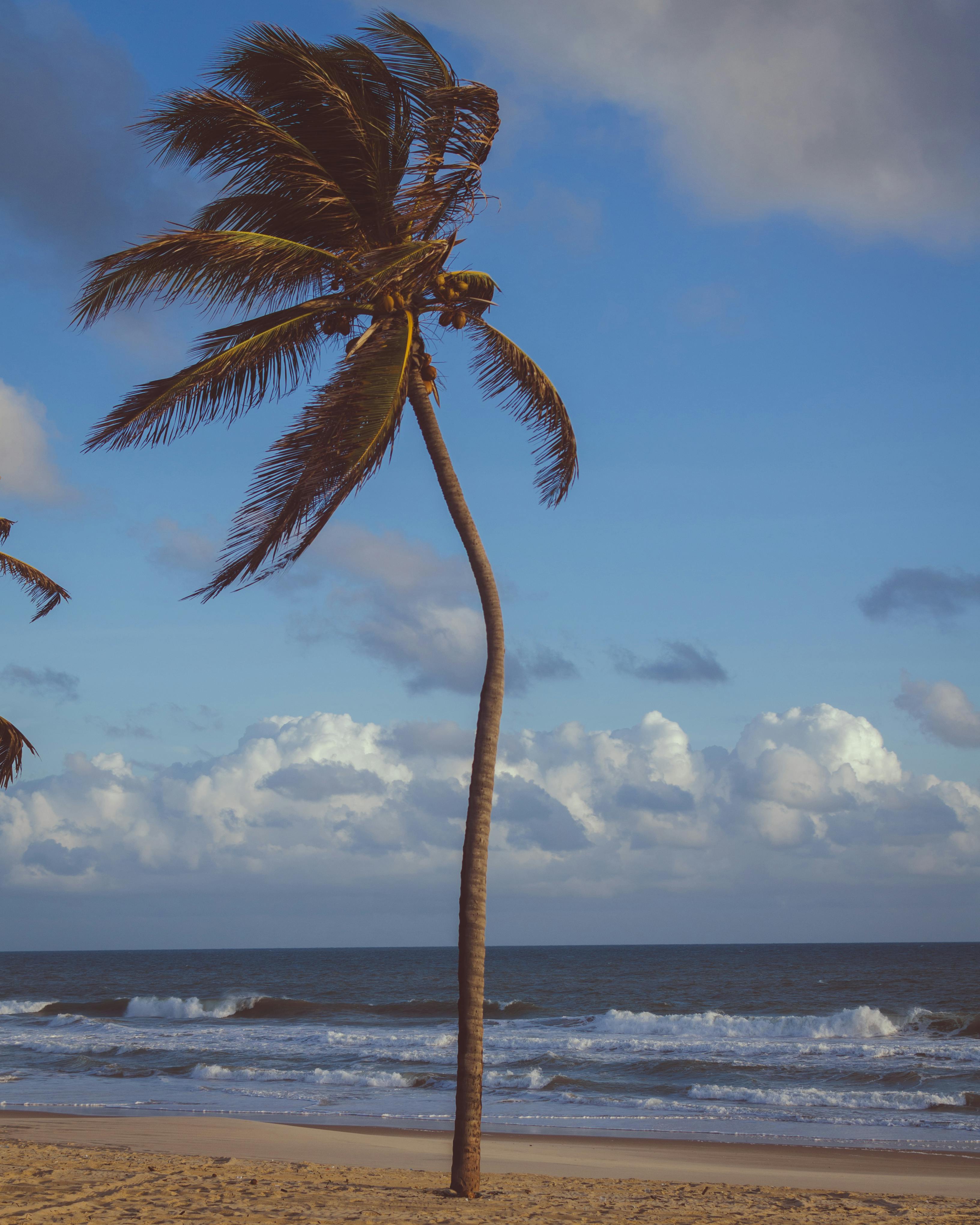 Slanting Palm Tree On Beach 4K HD Beach Wallpapers  HD Wallpapers  ID  49261