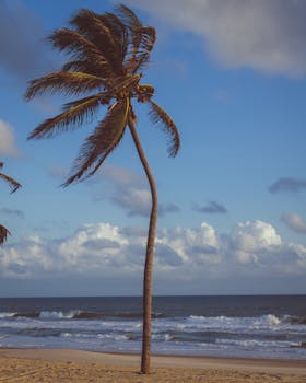 巴西热带海滩上，棕榈树、蓝天与海浪构成了一幅风景