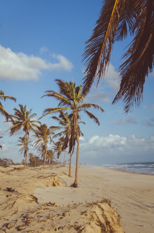 бесплатная Кокосовая пальма у моря в дневное время Стоковое фото