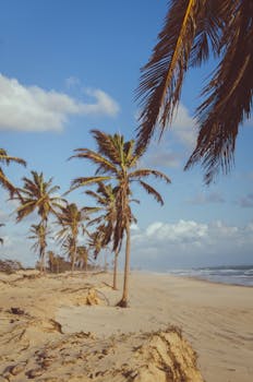 在巴西夏日明亮的天空下，普拉亚德坎布科海滩棕榈成荫，景色如田园诗般