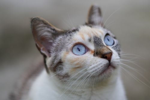 Free Charming blue-eyed domestic cat staring intently. Perfect for animal lovers. Stock Photo
