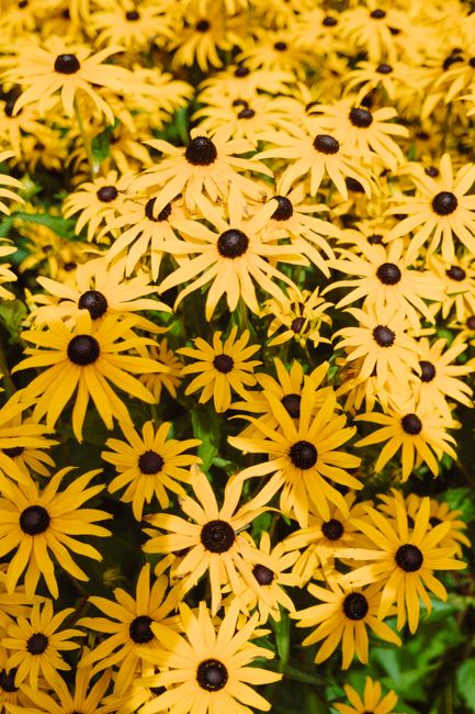 Beautiful close-up of vibrant yellow Black-Eyed Susans blooming in summer.