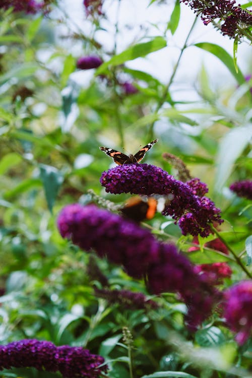 Butterfly among Flowers