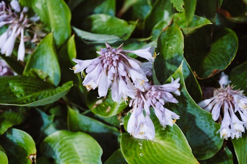 Purple Flowers and Green Leaves