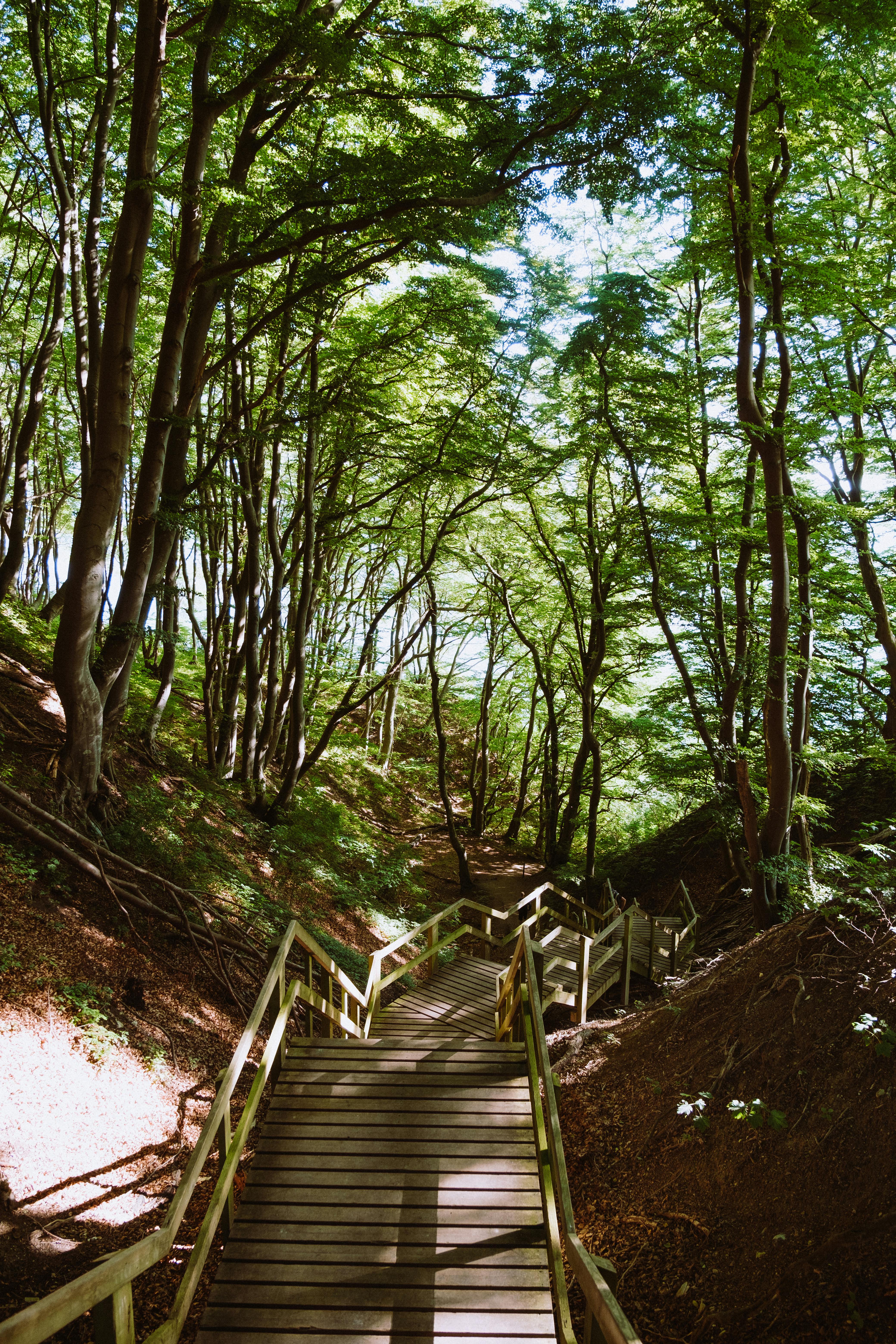 A tranquil forest scene featuring a wooden staircase under lush green trees, ideal for nature-themed use.