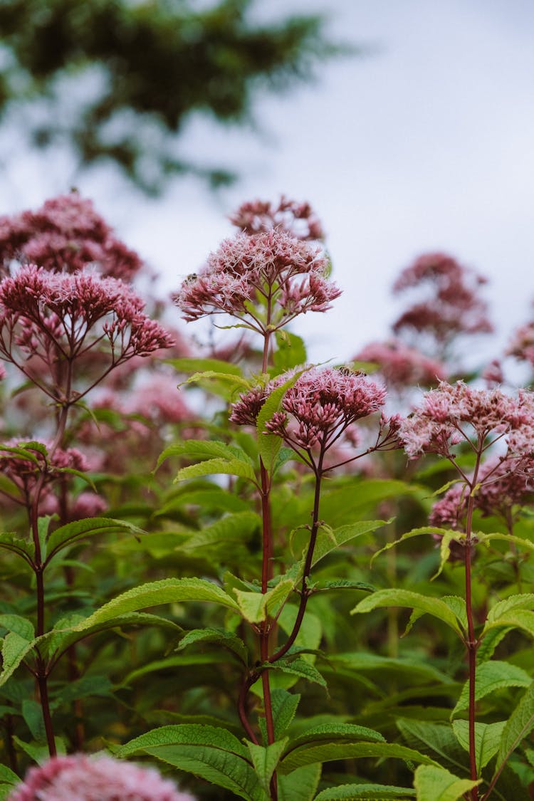 Closeup Of Pink Wildflowers