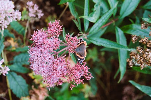 Butterfly on Flowers